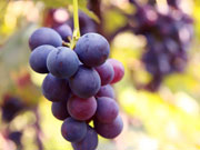 盤點初秋葡萄的營養價值
