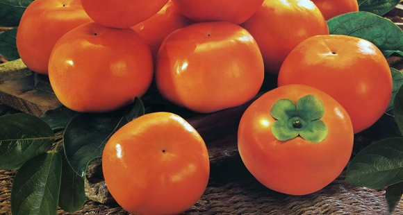 解读柿子的五个疑问